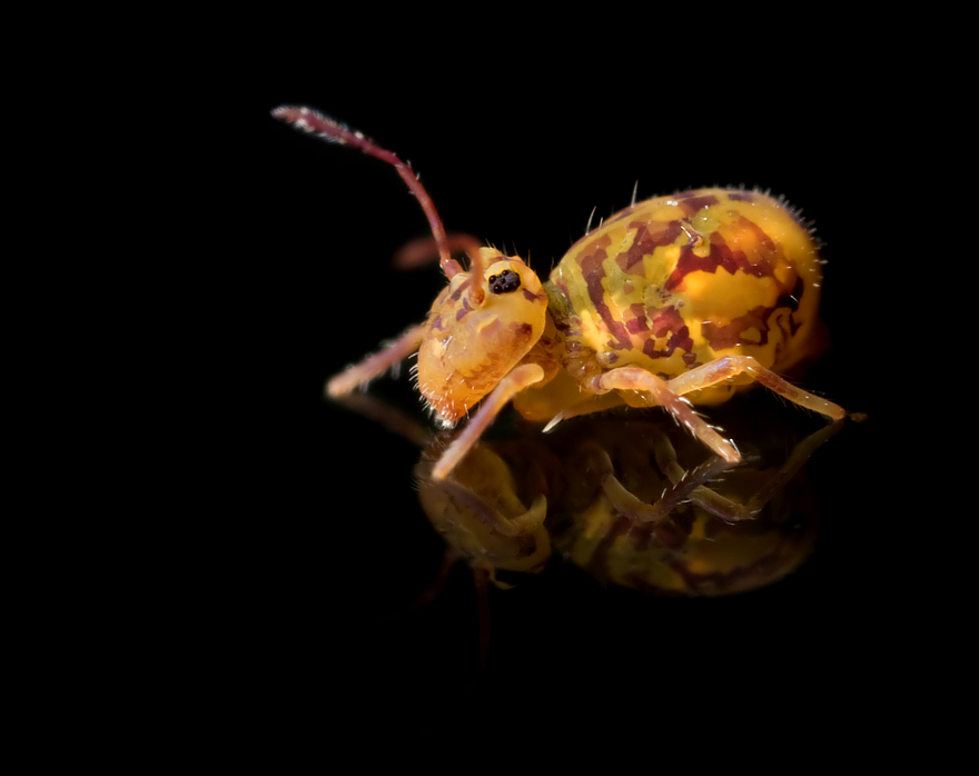 2009 (2) FEBRUARY Globular Springtail 